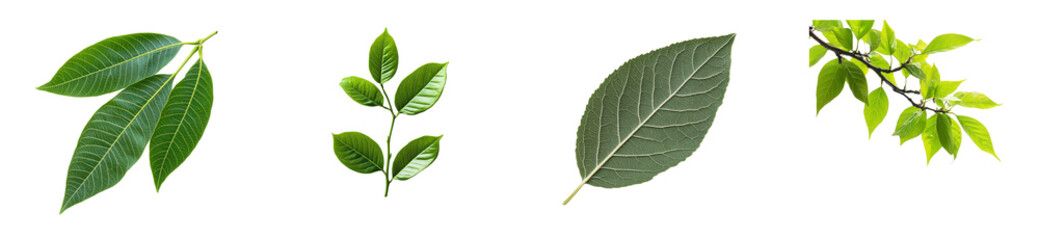 Variety of vibrant foliage, isolated on black background, cut out transparent