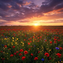 Golden hour over colorful wildflower meadow blooming outdoors