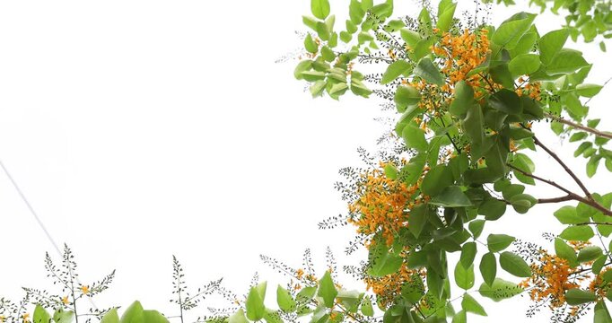 Bright yellow Padauk flowers with buds are in full bloom on the tree and swaying beautifully in the morning breeze. (Pterocarpus macrocarpus) For the Myanmar water festival (Thingyan).