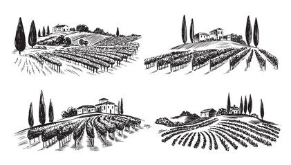 Vineyard landscape set on white, hand drawn	
