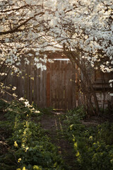 A photo of an old door in a blooming spring garden.