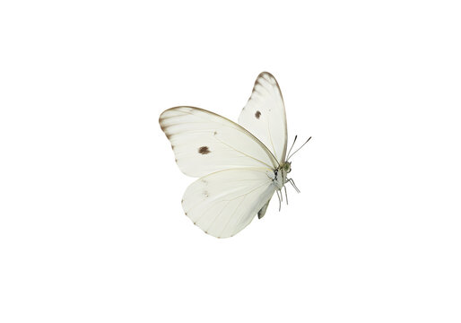 Fototapeta Stunning White Butterfly on Black Background: High-Resolution Image on Transparent  background