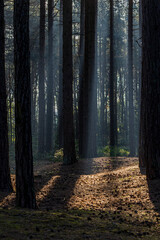 Light and shade in pine woodland, on a sunny spring morning