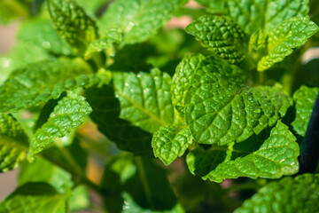 Close up of mint leaves with water drops