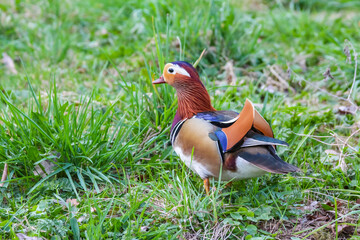 Colorful Male Mandarin Duck with Vibrant Plumage Standing on Green Spring Grass