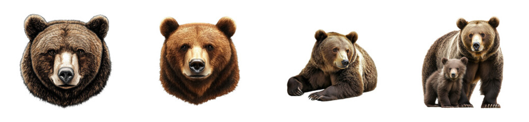 Brown bears portrait, animal realistic looking, wildlife art, cut out transparent
