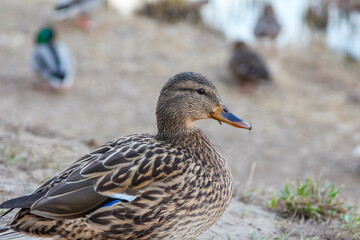 Female Mallard Duck Walking on Dirt Ground with Group of Waterfowl in Blurred Background