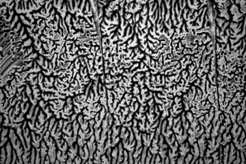 Black and white texture abstract background paint, shapes of branches or cracks on the surface to overlay