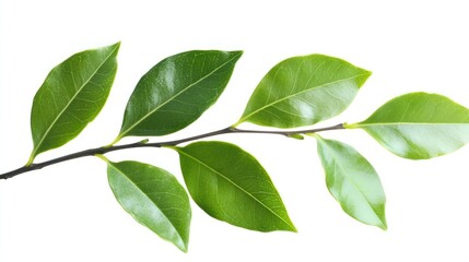 Green leaves on a branch