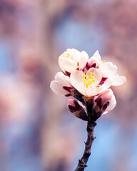 Almond tree branches full of white blossoms against the blue sky is spring