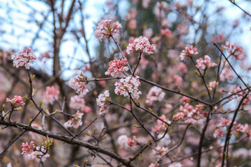 Close-up of Delicate Pink Cherry Blossoms Blooming on Tree Branches Against Clear Sky