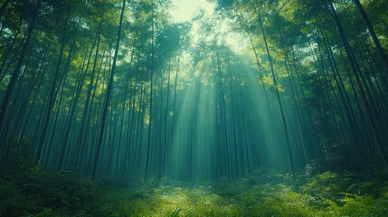 Fototapeta premium Lush bamboo forest sunlight