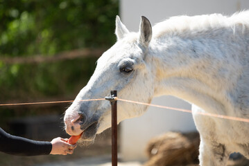 Rescued horses from horse shelters in Serbia receive carrots and apples from visitors and volunteers