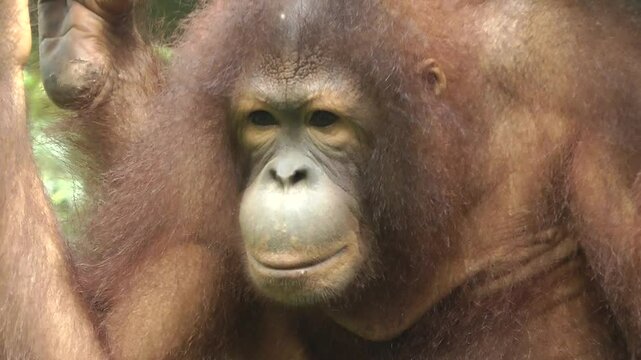 A orangutan face Eye contact