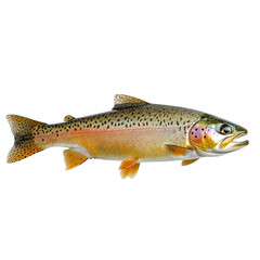Obraz premium Rainbow trout swimming gracefully in a clear, freshwater lake during a sunny afternoon