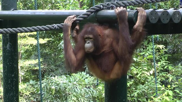 A orangutan playing 