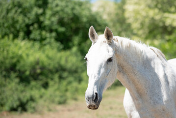 Fototapeta premium Close-up photos of the beautiful white horse from the horse sanctuary 
