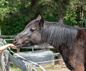 Rescued horses from horse shelters in Serbia receive carrots and apples from visitors and volunteers