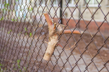 Dried Branch Caught in Chain-Link Fence Creating Natural Pattern Against Blurred Background