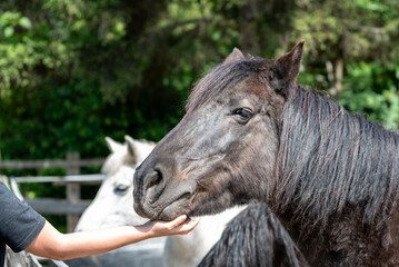 Rescued horses from horse shelters in Serbia receive carrots and apples from visitors and volunteers