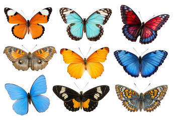 Vibrant collection of nine diverse colorful butterflies on black background