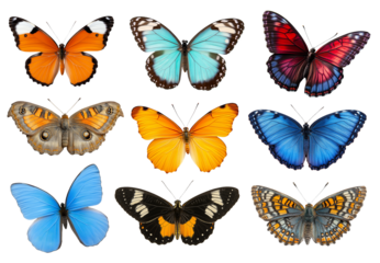 Vibrant collection of nine diverse colorful butterflies on black background