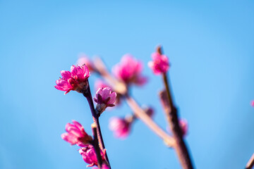 Obraz premium Close up of pink peach tree blossoms