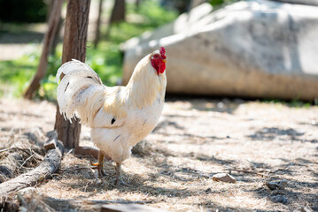 Big white  roosters with big red crest, long beak and shiny feathers in straw in farm backyard.