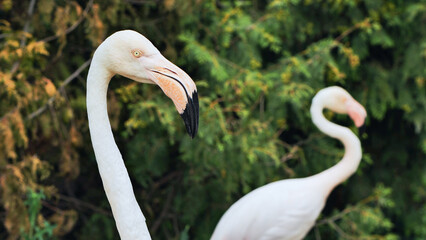 Greater flamingo showing its long neck and beak in the zoo