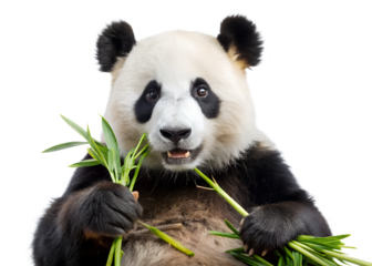 giant panda eating bamboo