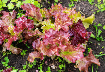 Red and green lettuce growing in the garden. Organic vegetable garden.