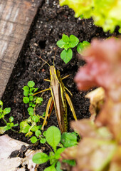 Grasshopper on the ground in the garden, Belarus.