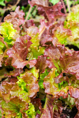 Red and green lettuce growing in the garden. Organic vegetable garden.