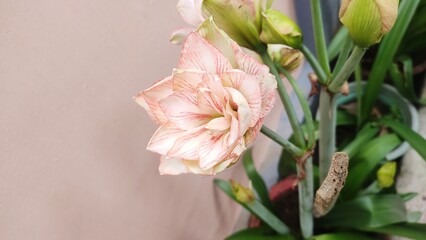 Lilium is a genus of herbaceous flowering plants growing from bulbs, all with large and often prominent flowers. Lilies are a group of flowering plants which are important in culture and literature. 