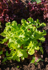 Red and green lettuce growing in the garden. Organic vegetable garden.