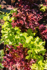 Red and green lettuce growing in the garden. Organic vegetable garden.