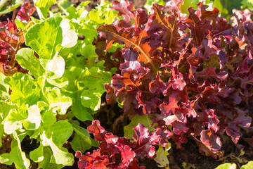 Red and green lettuce growing in the garden. Organic vegetable garden.