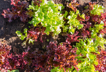 Red and green lettuce growing in the garden. Organic vegetable garden.