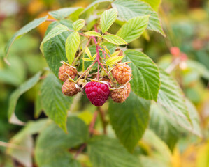 Ripe raspberries on a branch in the garden. Selective focus.