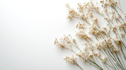 Delicate white dried flowers on pure white background minimalist aesthetic nature still life