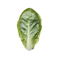 Fototapeta premium Isolated green lettuce on a white background