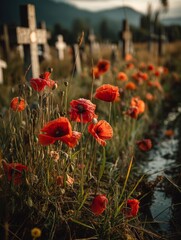 Vibrant red poppies sway gently in the morning breeze, surrounded by tall grass and remnants of a wooden fence. 