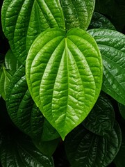 Fototapeta premium High-detail macro shot of a fresh Piper betle leaf with dew, set over darker green background leaves. Excellent for themes in herbal medicine, botany, and tropical nature.