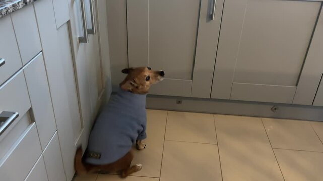 A small brown dog, possibly a Jack Russell mix, sits on a tiled kitchen floor wrapped snugly in a blue shirt, looking over its shoulder with a slightly guilty or bashful expression.