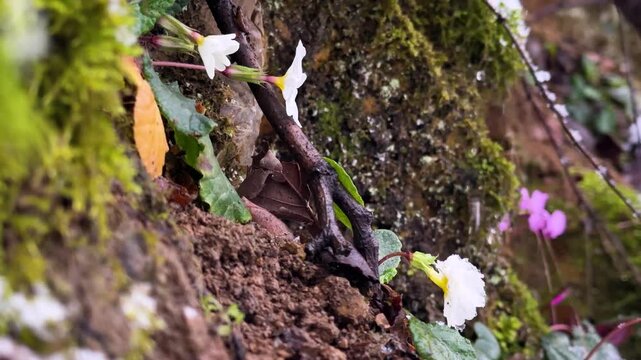cyclamen blossom primrose wild flower in snow winter snowfall beauty of nature in hyrcanian forest mountain iran bloom droplets floral freshness galanthus growth outdoors petals rain shower springtime