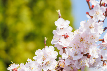 Blooming cherry blossom tree in spring, with delicate pink flowers