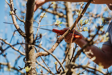 Pruning the branches of a fruit tree with a garden saw. A hand saw in the hands of a man. Close-up...