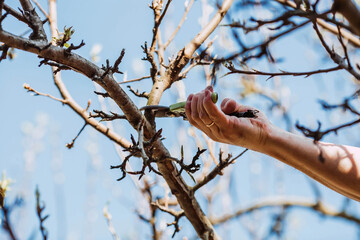 Pruning the branches of a fruit tree with pruning shears and garden shears. A tool in the hands of...