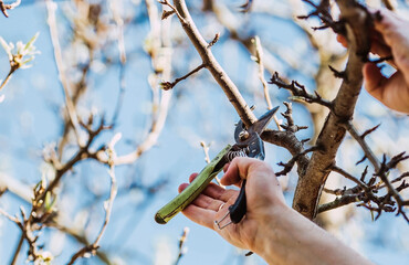 Pruning the branches of a fruit tree with pruning shears and garden shears. A tool in the hands of...