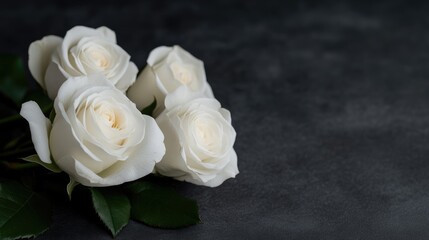 Fototapeta premium Four pristine white roses on a dark background
